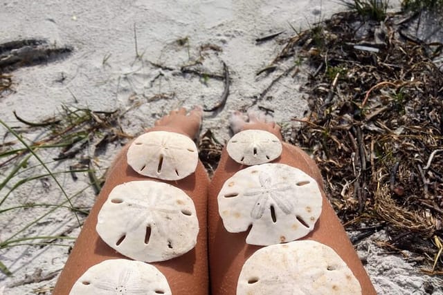 Three Hour Shelling Cruise to Shell Key Preserve from John's Pass - Photo 1 of 4